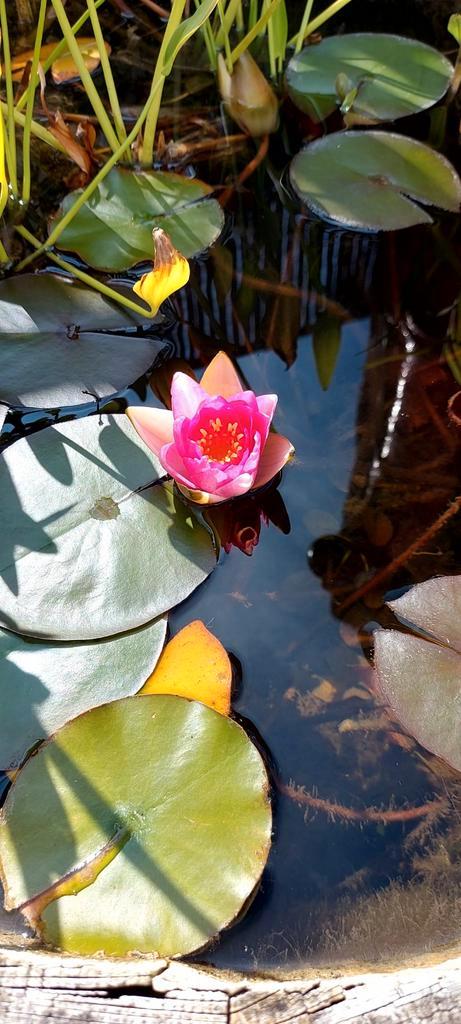 Vijverplanten zoals lelies en andere planten., Tuin en Terras, Vijvers, Nieuw, Ophalen