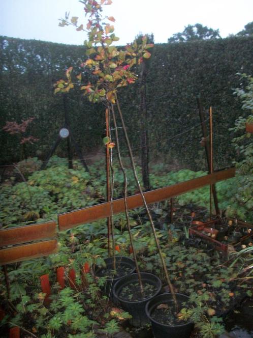 Crateagus monogyna of meidoornplanten van  ongeveer 2m in po, Tuin en Terras, Planten | Tuinplanten, Vaste plant, Overige soorten