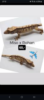 Leuke Harlequin wimpergekko baby, Hagedis, Tam, 0 tot 2 jaar