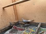 Diamantduifjes, Dieren en Toebehoren, Vogels | Duiven