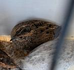 Chinese dwergkwartel wildkleur hen, Dieren en Toebehoren