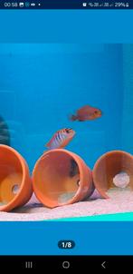 Nestje labidochromis hongi sweden, Vis, Zoetwatervis