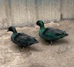 Koppel zwarte hollandse kwakers, Dieren en Toebehoren, Pluimvee, Meerdere dieren, Eend