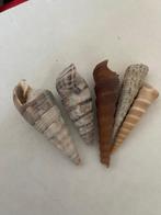 schelpen, Ophalen, Schelp(en)