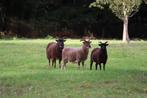 Soay schapen, Vrouwelijk, Schaap, 3 tot 5 jaar