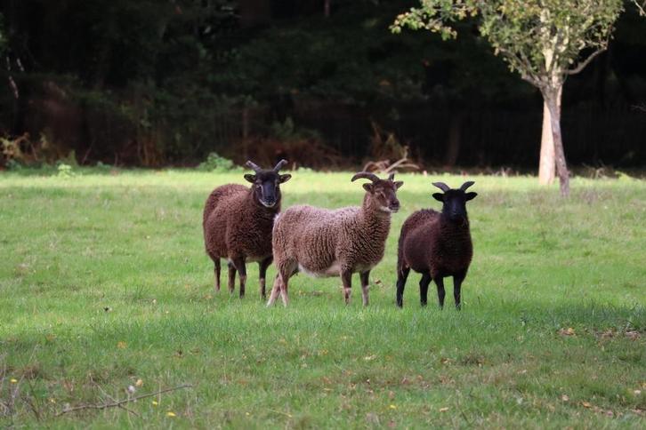 Soay schapen, Dieren en Toebehoren, Schapen, Geiten en Varkens, Schaap, Vrouwelijk, 3 tot 5 jaar
