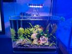 Aquarium 20l met betta., Ophalen, Zo goed als nieuw