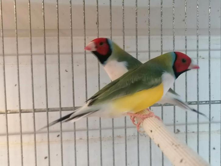 Diamant de Goulds, Dieren en Toebehoren, Vogels | Overige Vogels, Mannelijk