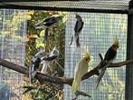 Prachtige Valkparkieten, Dieren en Toebehoren, Geringd