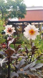Dahlia 'Little Swan' biologisch, Ophalen