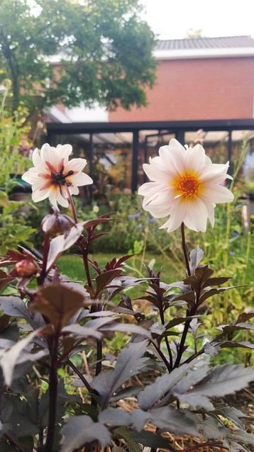 Dahlia 'Little Swan' biologisch  beschikbaar voor biedingen