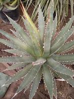 mooie grote agave, Ophalen
