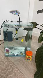 Aquarium et accessoires, Animaux & Accessoires, Comme neuf, Aquarium vide