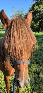 Lieve welsh pony, Merrie, B pony (1.17m tot 1.27m), Met stamboom