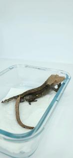 1.0 Charcoal wimpergekko man, Dieren en Toebehoren, Reptielen en Amfibieën, Hagedis, Tam, 0 tot 2 jaar