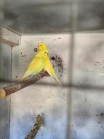 Grasparkieten, Dieren en Toebehoren, Vogels | Parkieten en Papegaaien, Parkiet