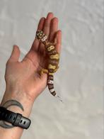 Tremper luipaardgekko vrouw, Dieren en Toebehoren, Reptielen en Amfibieën, Hagedis, Tam, 0 tot 2 jaar
