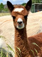 *VERKOCHT*alpaca merrieveulen met haar moeder, stamboek