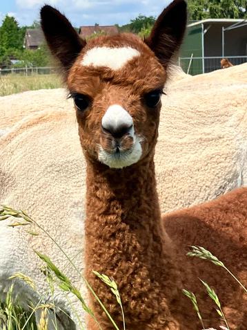 *VERKOCHT*alpaca merrieveulen met haar moeder, stamboek beschikbaar voor biedingen
