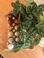 Kleurlegger broedeieren!, Animaux & Accessoires