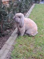 Franse hangoor rammelaar, Dieren en Toebehoren