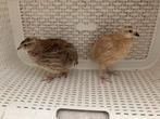 Japanse kwartel koppel man en vrouw., Overige soorten