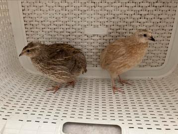 Japanse kwartel koppel man en vrouw. beschikbaar voor biedingen