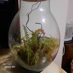 Terrarium tropische varens, Ophalen