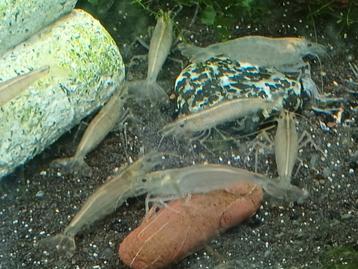 Hobbyaquarium Japonica XL=ook XL garnalen AKTIE Zon 7 sept beschikbaar voor biedingen