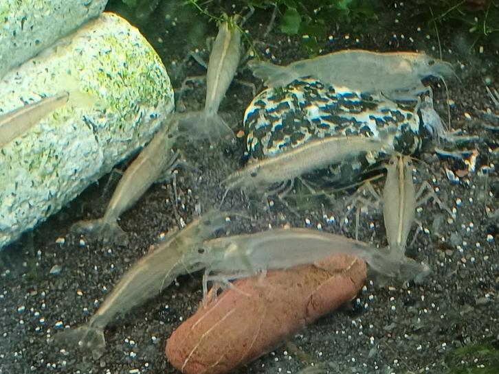 Hobbyaquarium Japonica XL=ook XL garnalen Zon16 nov 12/17uur, Dieren en Toebehoren, Vissen | Aquariumvissen, Zoetwatervis, Kreeft, Krab of Garnaal