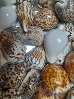 Coquillages, Collections, Enlèvement, Coquillage(s)