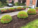 Buxusbollen 80 - 90 - 100cm, Jardin & Terrasse, Plantes | Arbustes & Haies, Enlèvement ou Envoi, Buis, Arbuste