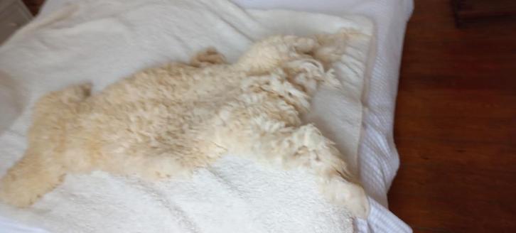 natuurlijke schapenvacht, Huis en Inrichting, Woonaccessoires | Plaids en Woondekens, Ophalen