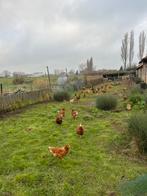 Verse boerderij /vrije uitloop eieren regio Alveringem, Plusieurs animaux, Poule ou poulet