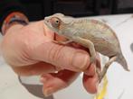 Caméléon furcifer pardalis