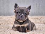Langharige Franse bulldog, Dieren en Toebehoren, Honden | Bulldogs, Pinschers en Molossers, België, Fokker | Hobbymatig, CDV (hondenziekte)