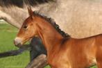 Te reserveren - top PRE merrieveulen geboren 23.04.2025, Dieren en Toebehoren, Paarden, Merrie, Gechipt, Niet van toepassing, 0 tot 2 jaar