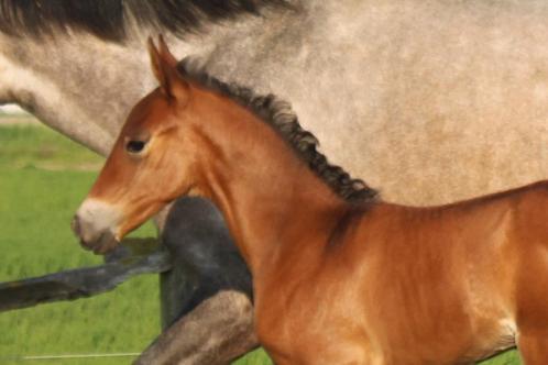 Te reserveren - top PRE merrieveulen geboren 23.04.2025, Dieren en Toebehoren, Paarden, Merrie, Niet van toepassing, 160 tot 165 cm