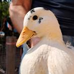 Kwaker eendjes, Dieren en Toebehoren