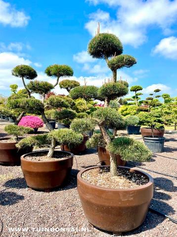Leibomen, vormbomen, tuinbonsai en meerstammige bomen beschikbaar voor biedingen