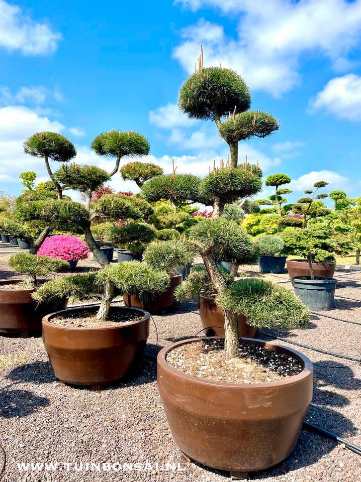 Leibomen, vormbomen, tuinbonsai en meerstammige bomen, Tuin en Terras, Planten | Fruitbomen, Overige soorten, 100 tot 250 cm, Volle zon
