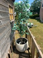 Kunstplant met pot gratis, Huis en Inrichting, Kamerplanten, Ophalen