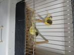 Glosters, Dieren en Toebehoren, Vogels | Kanaries, Meerdere dieren, Postuurkanarie