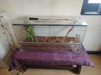 Terrarium  avec accessoires, Animaux & Accessoires, Reptiles & Amphibiens | Accessoires, Enlèvement, Comme neuf