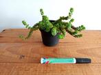 Vetplant / Succulent / Crassula marnieriara Hottentot, Huis en Inrichting, Kamerplanten, Ophalen, Vetplant, Minder dan 100 cm