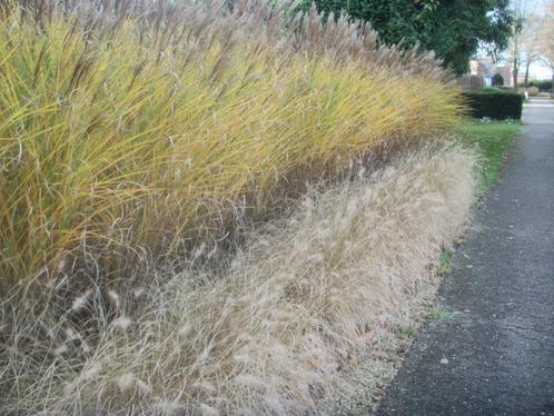 Siergrassen van hobbykweek, Tuin en Terras, Planten | Tuinplanten, Vaste plant, Siergrassen, Volle zon, Ophalen