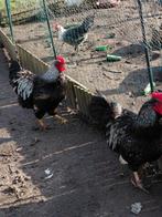 Zilvergezoomde barnevelder hanen., Dieren en Toebehoren, Pluimvee