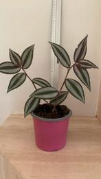 Paarse hangplant, Huis en Inrichting, Kamerplanten, Ophalen