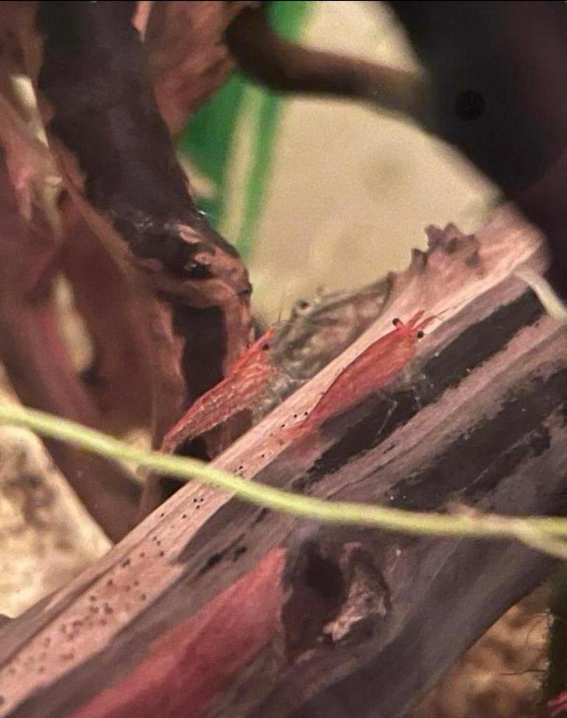 50€ vr 50 vuurgarnalen