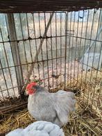 Cochin kriel haantje, Dieren en Toebehoren, Pluimvee